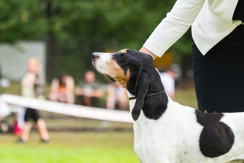 Ο σκύλος της φυλής Bernese Mountain Dog – μία από τις τέσσερις ποικιλίες των ατρόμητων ελβετικών κυνηγόσκυλων