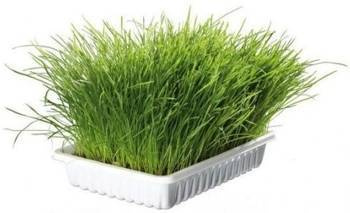 Trixie Grass για γάτες 100g