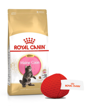 ROYAL CANIN Maine Coon Kitten 10kg + Royal Canin μπάλα για γάτες